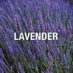 Liz Claiborne Bora Bora for Men 3.4oz EDC спрей - фото 3