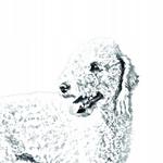 Бедлингтон-терьер Складное карманное зеркальце Inna Marka - фото 2