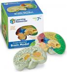 Пенопластовая модель человеческого мозга Learning Resources - фото 7