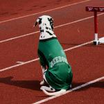 Одежда для собак и дождевики Reebok, синий - фото 5