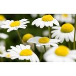 Дерма-лосьон 50 мл, Weleda - фото 3