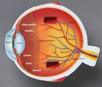 Пенопластовая модель человеческого глаза Learning Resources - фото 6