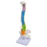 Модель позвоночника человека - 3D. Inna marka - фото 2
