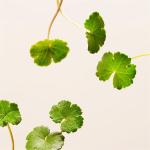 Сыворотка для лица RITUALS Ageless Firming Serum, Refill / 30 ml - фото 5