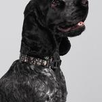 Ошейники для собак и кошек DIOR, черный - фото 4