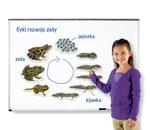 Магнитный цикл развития - лягушка Learning Resources - фото