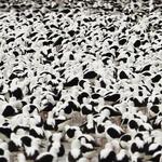 Диск CD Flood - Stella Donnelly - фото