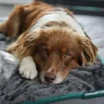 Одеяло DS Produkte, серый - фото 21