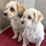 Коврик Astra, 60x75 см, красный - фото 2