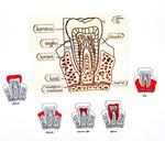 Строение зубов, съемные элементы, подписи, карты. Inna marka - фото