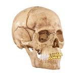 4D Human Skull Hobby Model Trend Based Products Supreme - фото 2