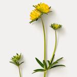 Маска для лица revitalisierende maske Dr Hauschka, объем 30 мл - фото 4