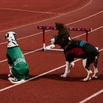 Одежда для собак и дождевики Reebok, зеленый - фото 3