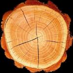 Парфюмированная вода, 15 мл Yodeyma, Boreal Amber - фото 4