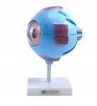 Человеческий глаз PHU Lewandowski - фото