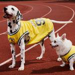 Одежда для собак и дождевики Reebok, синий - фото 3