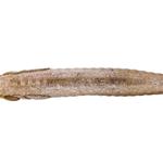 CAPERLAN Мягкая приманка Shad с аттрактантом WXM YUBARI SHD 62 Ruffe - фото 4