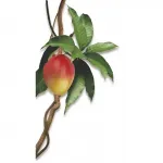 Klorane Шампунь Манго 200мл для сухих волос - фото 3