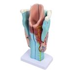 Модель гортани человека - 3D. Inna marka - фото