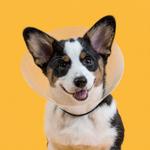 КВП елизаветинский пластиковый ошейник в клетку ххС KVP - фото 2