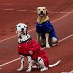 Одежда для собак и дождевики Reebok, красный - фото 5