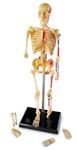 Скелет человека Learning Resources - фото 4