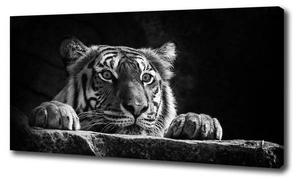 Фреска Tulup Tiger, 100x50x4 см, многоцветный
