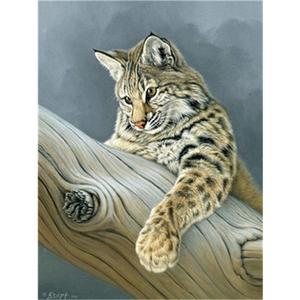 Масло для ухода за кожей Bio Oil 100% натуральное Bio-Oil