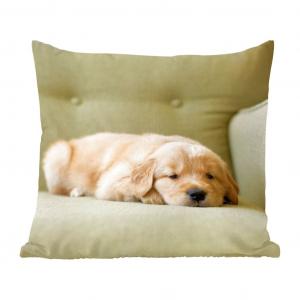 Декоративная подушка MuchoWow диванная подушка для гостиной декоративная подушка 40х40 см Спящий щенок золотистого ретривера на диване - чехлы на диванные подушки - без наполнителя