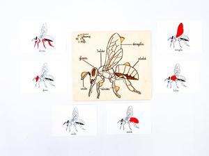 Конструкция пчелка, подвижные элементы с подписями, карточки. Inna marka