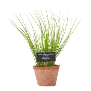 Декоративное растение Homescapes Schnittlauch-Topfpflanze цвет terracotta