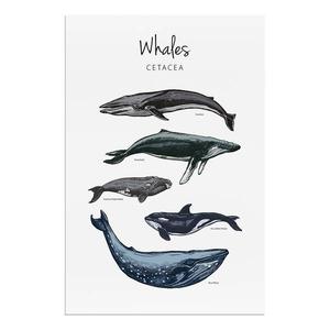 Фреска Artgeist Whales, разноцветный
