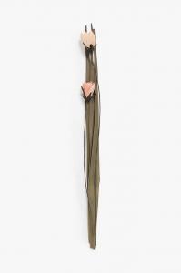 Calma House сухоцветы Георгин, 2 шт, мультиколор