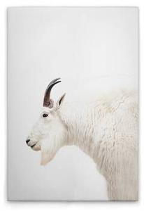 Картина на холсте A.S. Création Mountain Goat цвет weisscremebraunschwarz