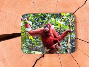 Орангутан, деревянный пазл с четырьмя элементами, основа с подписью, первый пазл Inna marka