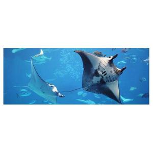 Стеклянная картина Bilderwelten Manta Ray