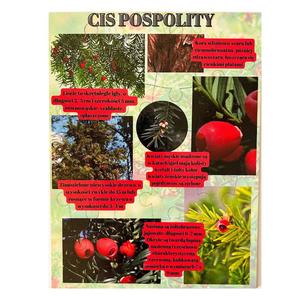 Тис обыкновенный, деревянная головоломка, лесное образование Inna marka