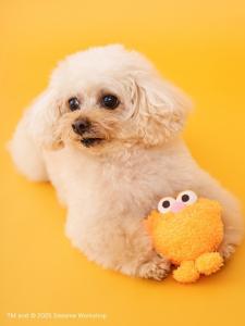 Мини-игрушка-друг Sesame Street Market, цвет Org[051]