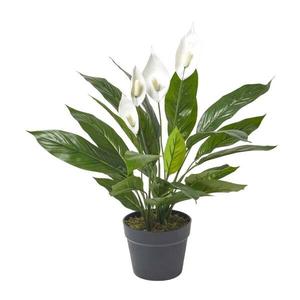 Декоративное растение Homescapes Spathiphyllum Wallisii, 16x60x60 см, черный