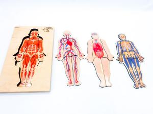 Человеческое тело, деревянный пазл, 4 слоя, анатомия. Inna marka