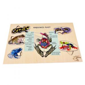 Земноводные, деревянный пазл, интересные факты о земноводных, биологическая помощь. Inna marka