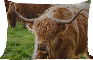 Подушка для улицы - Шотландский высокогорный скот - Животные - Трава - 50 x 30 см - Устойчива к погодным условиям - Подушка для отдыха - Подушка для дивана - Украшение для гостиной MuchoWow
