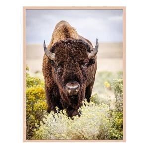 Картина Any Image North American Bison