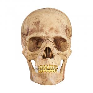 4D Human Skull Hobby Model Trend Based Products Supreme