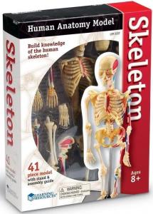 Скелет человека Learning Resources