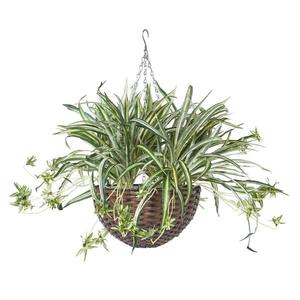 Декоративное растение Homescapes Korallenkaktus zum, зеленый