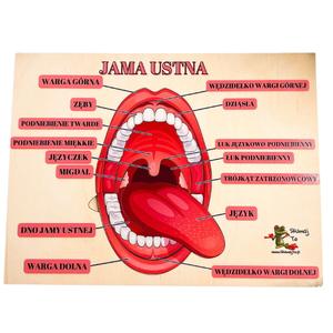 Загадка рта, зубы, язык, строение рта, строение ротовой полости Inna marka
