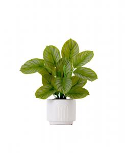 Искусственная калатея высотой 30 см с декоративным кашпо Nearly Natural, зеленый