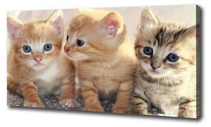 Фреска Tulup Kleine Katzen, оранжевый