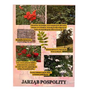 Рябина обыкновенная, деревянная головоломка, лесное образование Inna marka